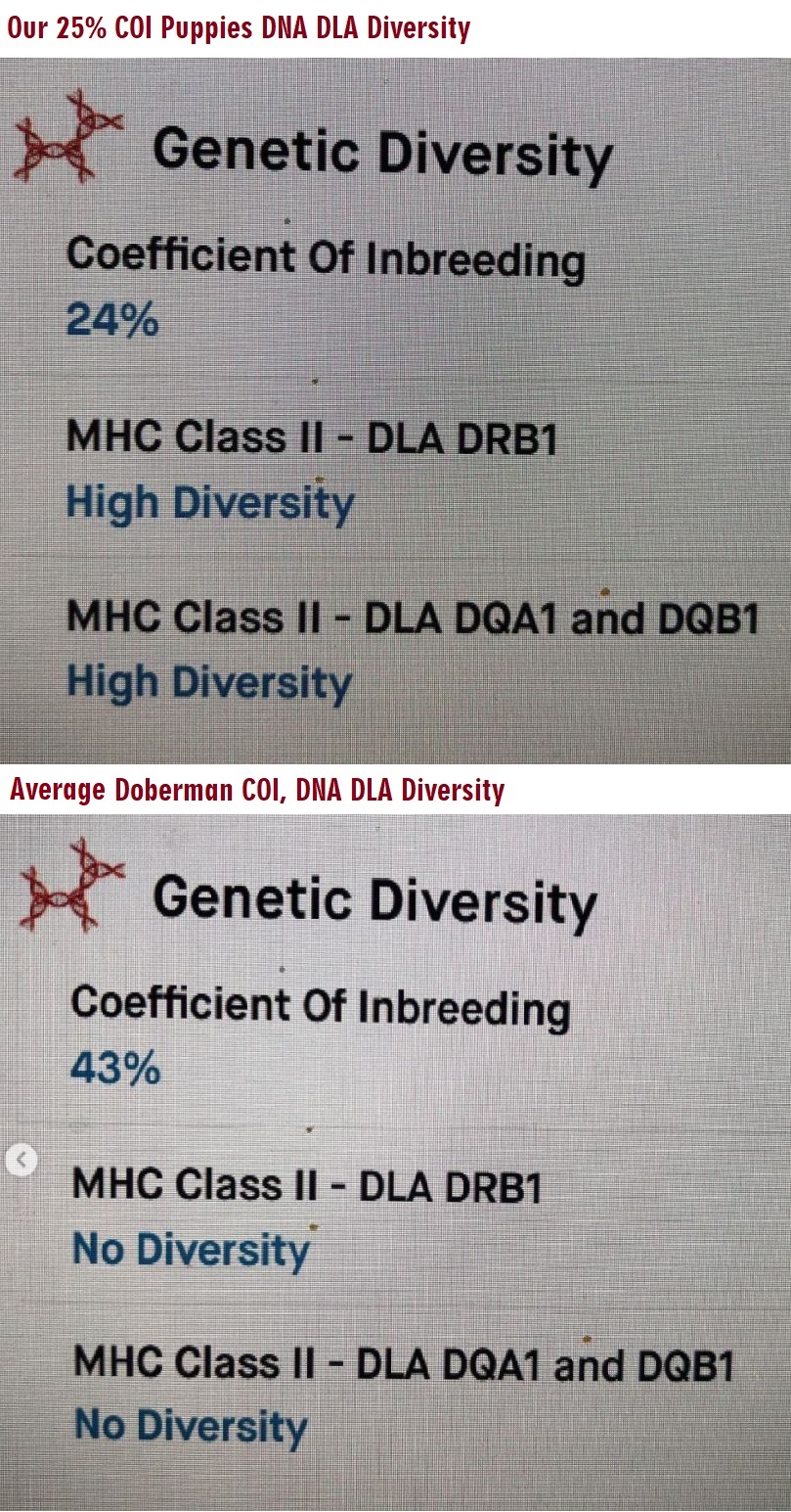 European Doberman Diversity