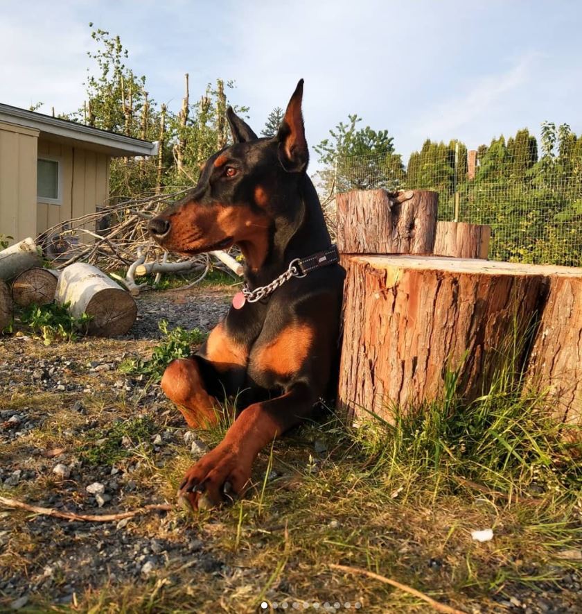 Black female Doberman BC