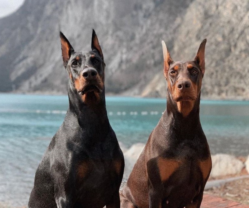 Vancouver European Doberman