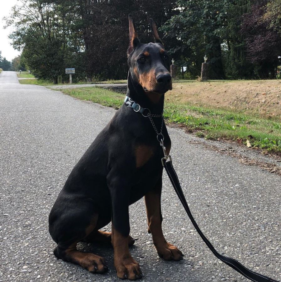 Shiva Vancouver Doberman